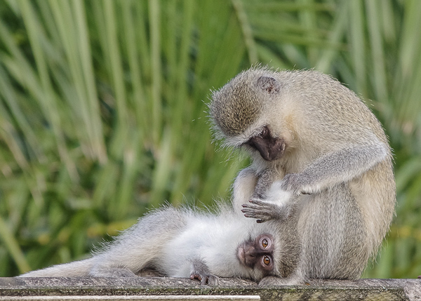Vervet Monkeys by Ian Parker