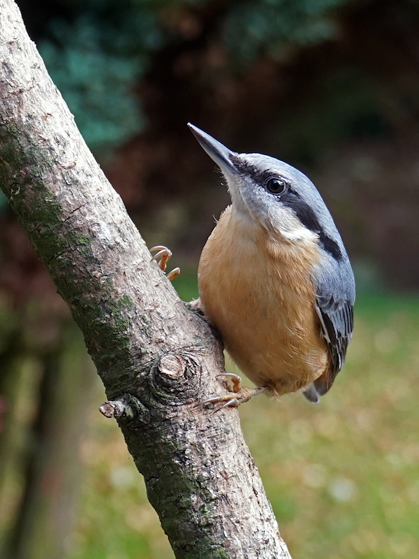 nuthatch_jim_strom